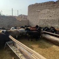 بره و بزغاله چاق سالم سالم هروزنی|حیوانات مزرعه|ساوه, |دیوار