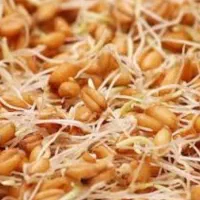 محصولات ارگانیک خانگی|خوردنی و آشامیدنی|سبزوار, جهاد کشاورزی|دیوار