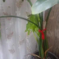 گل برگ انجیری|گل و گیاه طبیعی|قم, پردیسان|دیوار