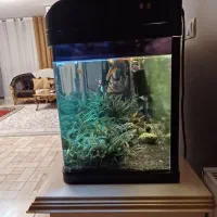 آکواریوم درب دار شیشه خم|ماهی|صدرا-فارس, فاز ۱|دیوار