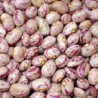 لوبیا چیتی تمیز