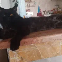 گربه پرشین ۲ساله و خورده ای