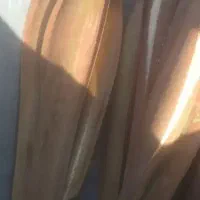 بو(طارونه نخل نر)