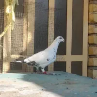 گلی شاهبال نر درجه یک