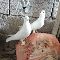کبوتر مخملی وشهری وسفید|پرنده|برازجان, |دیوار