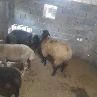 گوسفند