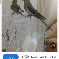 عروس هلندی گمشده