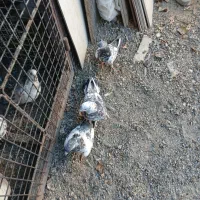 کبوتر خوب سه عدد