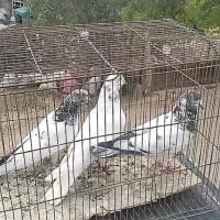 کبوتر|پرنده|مسجد سلیمان, |دیوار