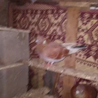 غریبه گرفته شد همین الان