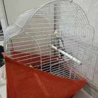 عروس هلندی سینامون نر با قفس|پرنده|تهران, مشیریه|دیوار