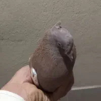 پلاکی و بهبونی و کفتر رایگان|پرنده|شیراز, انجیر|دیوار