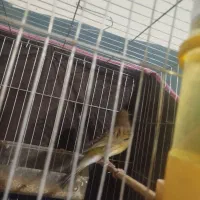 قناری|پرنده|کرمان, |دیوار