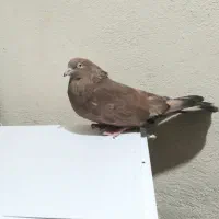 پرتغالی ماده