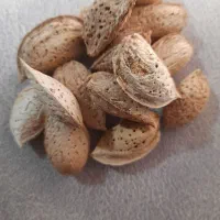 بادام نو|خوردنی و آشامیدنی|شیراز, بعثت|دیوار
