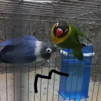 جفت طوطی برزیلی یقه زرد مولد واقعی