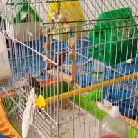 6عدد فنج نر و ماده نر و ماده همراه تخم