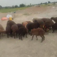 کارگر دامداری با واحد مسکونی برای خانواده|استخدام سرایداری و نظافت|ورامین, ورامین|دیوار