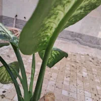 گل طبیعی دیفن باخیا|گل و گیاه طبیعی|گلبهار, شهر جدید گلبهار|دیوار