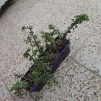 کاکتوس زیبا|گل و گیاه طبیعی|شاهین‌شهر, اقبال لاهوری|دیوار