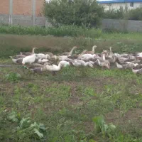 غاز سالم و ارگانیک