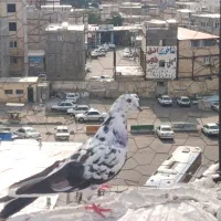 سه تا کبوتر تهرانی و دوبر