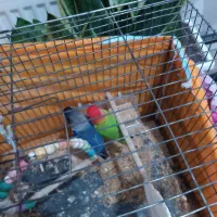 جوجه سرلاکی کوتوله