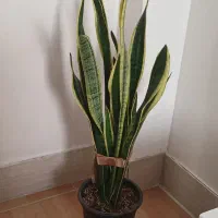 سانسوریا پاجوش دار