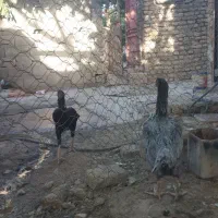 فروش تخم نطفه دار  لاری اصیل|حیوانات مزرعه|نورآباد, |دیوار