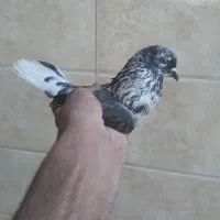 ی کبوتر غریب خوش سو