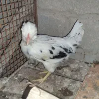 مرغ و خروس گلین چهل تاج|حیوانات مزرعه|کاکی, |دیوار