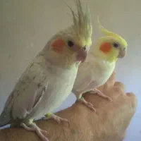 عروس هلندی‌ سخنگو‌ مولد