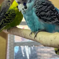 مرغ عشق انگلیسی