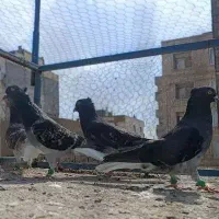 کبوتر دم سفید