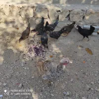 بوقلمون ماده|پرنده|زرین دشت (فارس), |دیوار