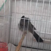 فروش چهار عدد سهره زیردم زرد فول دستی