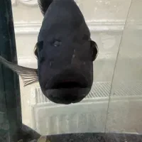 ماهی سیچلاید افریقایی