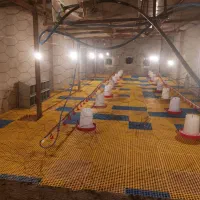 اجاره سالن مرغداری|اجارهٔ دفتر صنعتی، کشاورزی، تجاری|شیراز, کوشک بیدک|دیوار