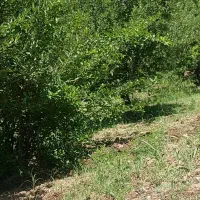 فروش باغ در بهترین آب هوا