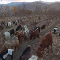 بزوبزغاله|حیوانات مزرعه|گیان, |دیوار