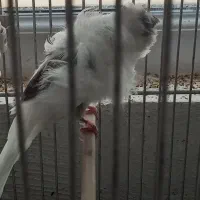 قناری فری|پرنده|محمدشهر, شهرک پیام (مهرالبرز)|دیوار