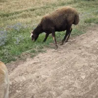 گوسفند بره