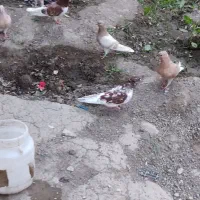 کبوتر های زرد گرگی سوسکی رسمی اوچان