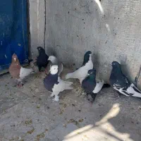 بهبهانی و شهری|پرنده|شیراز, رکن‌آباد|دیوار