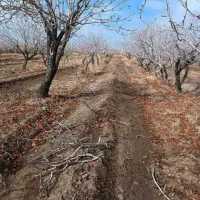 کامل ترین هرس باغات پسته باقرار دادکتبی