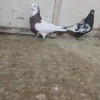 کبوتر|پرنده|نیشابور, فضل|دیوار