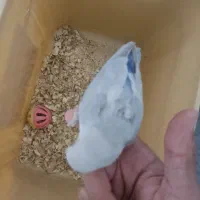 جوجه طوطی کوتوله سرلاکی|پرنده|زرند, |دیوار