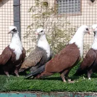 کبوتر عالی|پرنده|ملک‌آباد, |دیوار