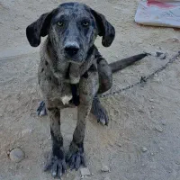 سگ معاوضه با ککیلی|سگ|اردبیل, |دیوار