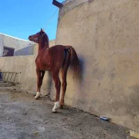 نریان عرب|اسب و تجهیزات اسب‌سواری|رباط‌کریم, رباط‌کریم|دیوار